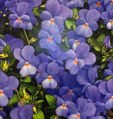 Steve Finkle – Garden Flowers